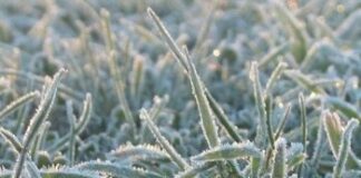 Vad gäller vid frost?