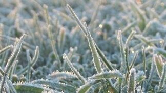 Vad gäller vid frost?